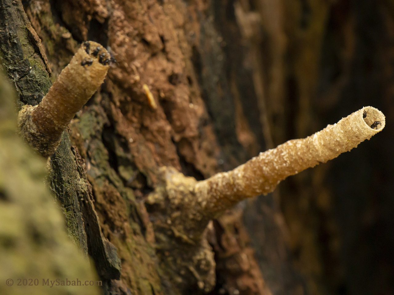 Wax tunnels of wild stingless bees on a tree