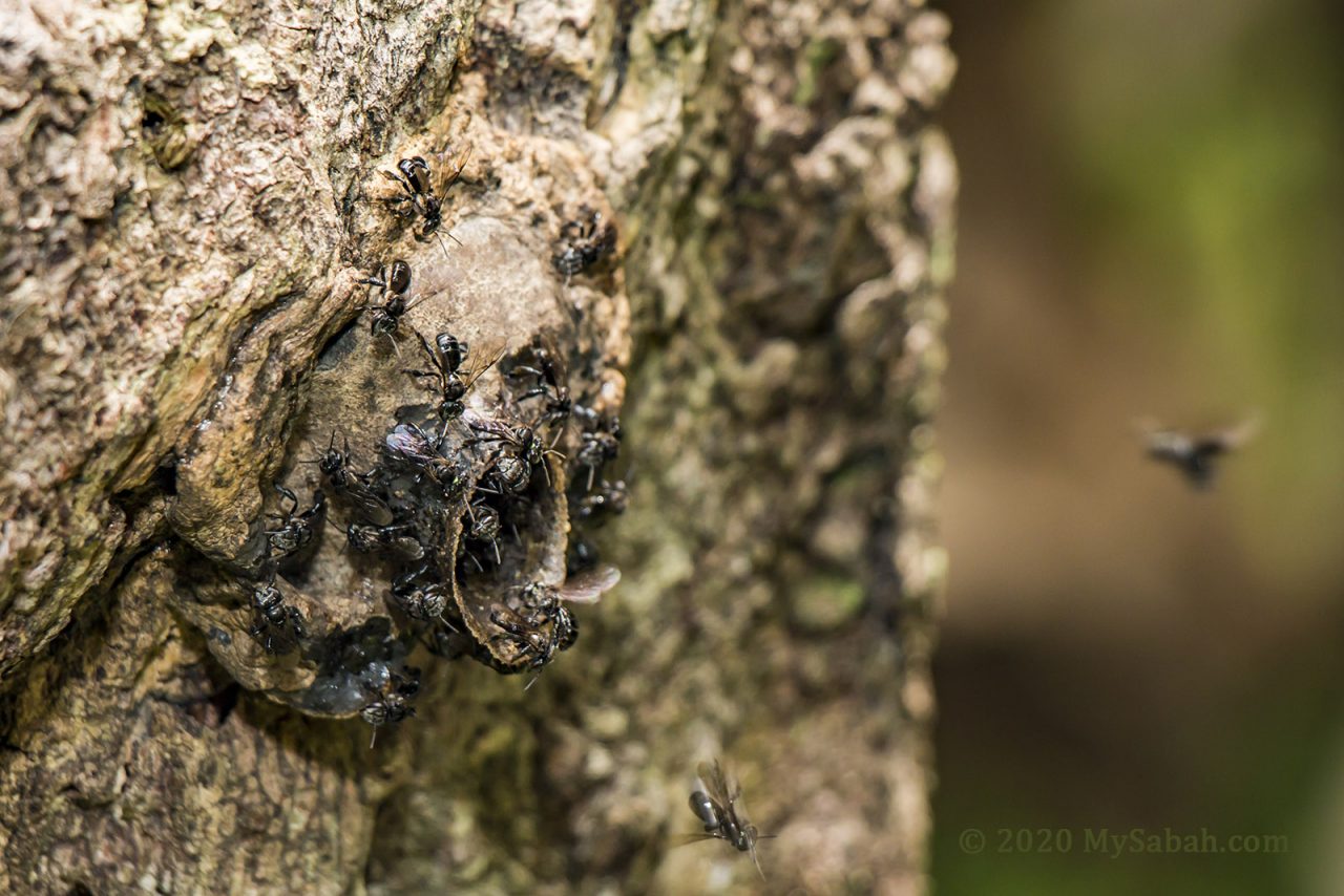 Stingless bee (lebah kelulut) of Heterotrigona itama species