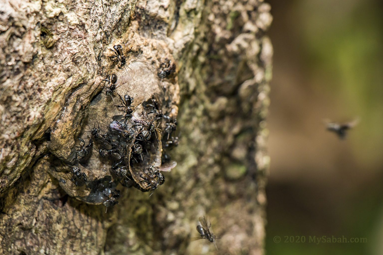 Stingless Bee (Kelulut) Farming in Sabah - MySabah.com