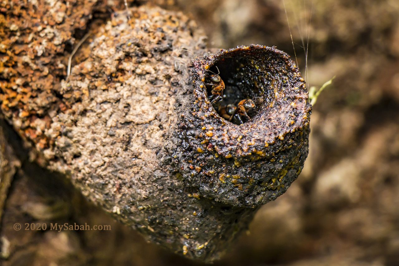 Geniotrigona thoracica species of Stingless Bees