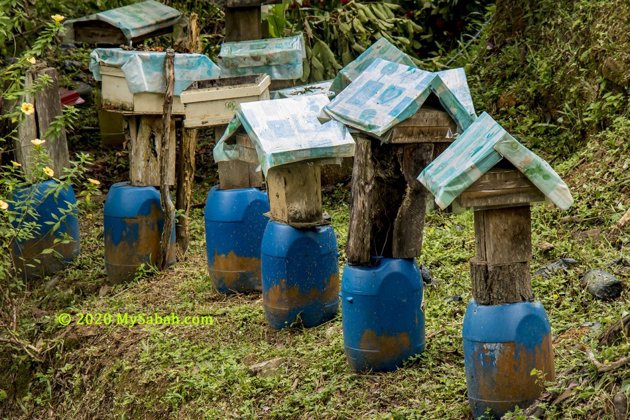 Row of kelulut bee houses