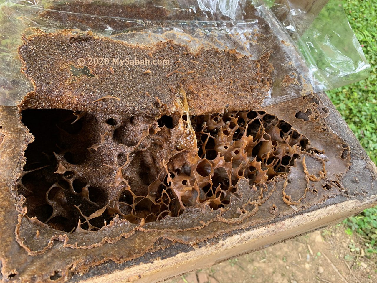 Nest structure of kelulut bees