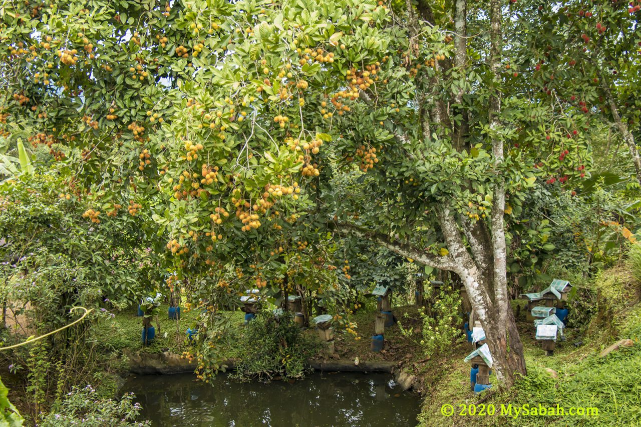 Kelulut bee farm under rambutan tree