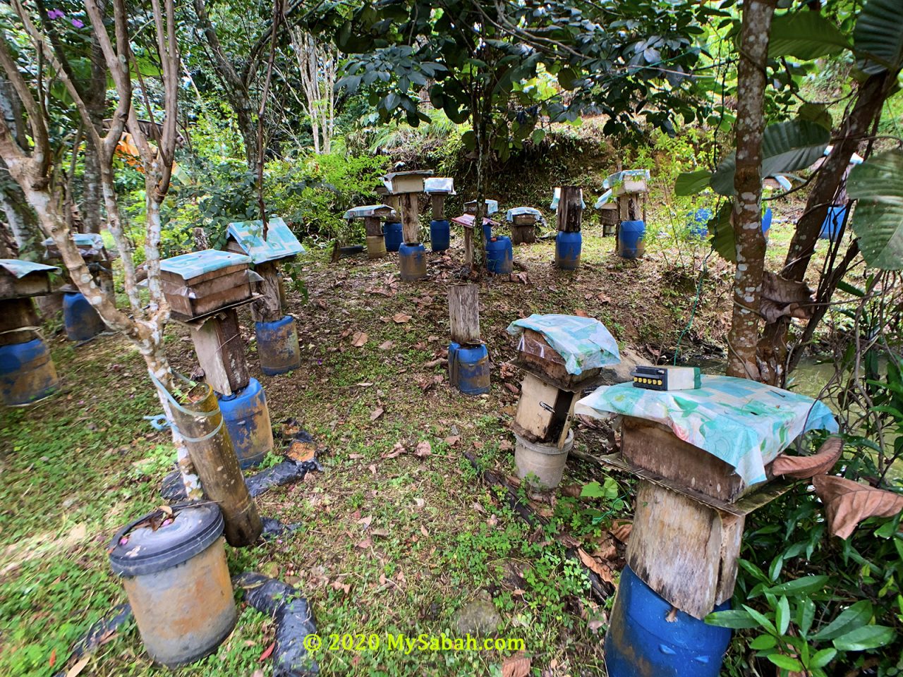 Stingless bee farm in Kota Belud (Kampung Pinolobu)