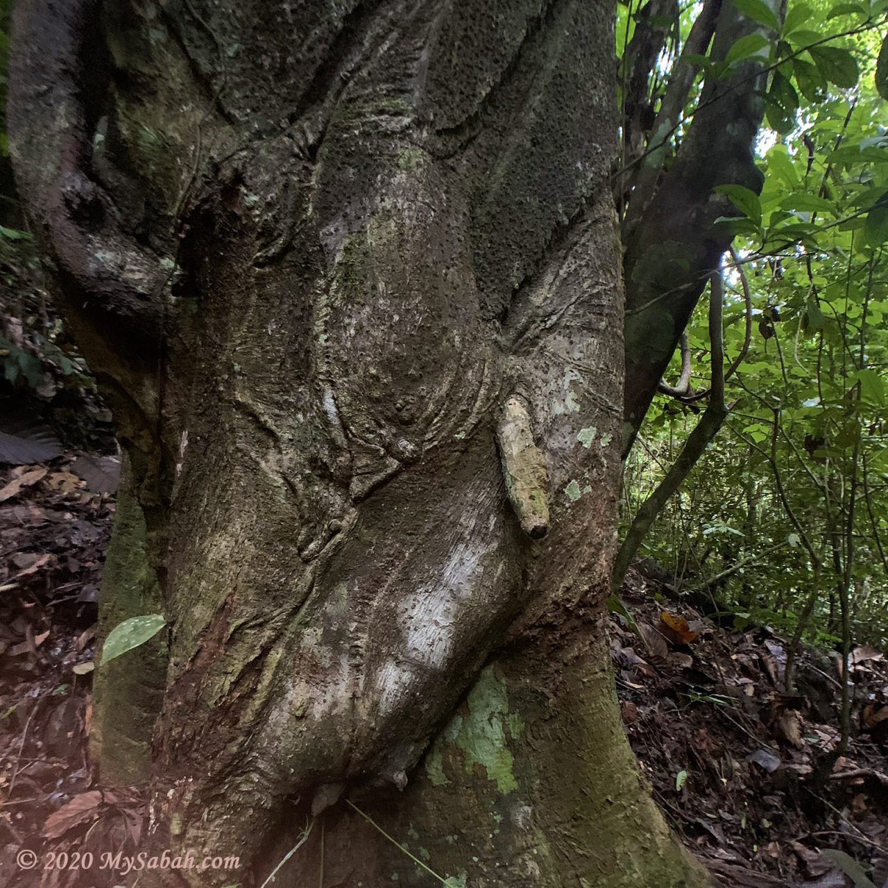 A strange tree near to Batu Nenen (Boobs Rock)