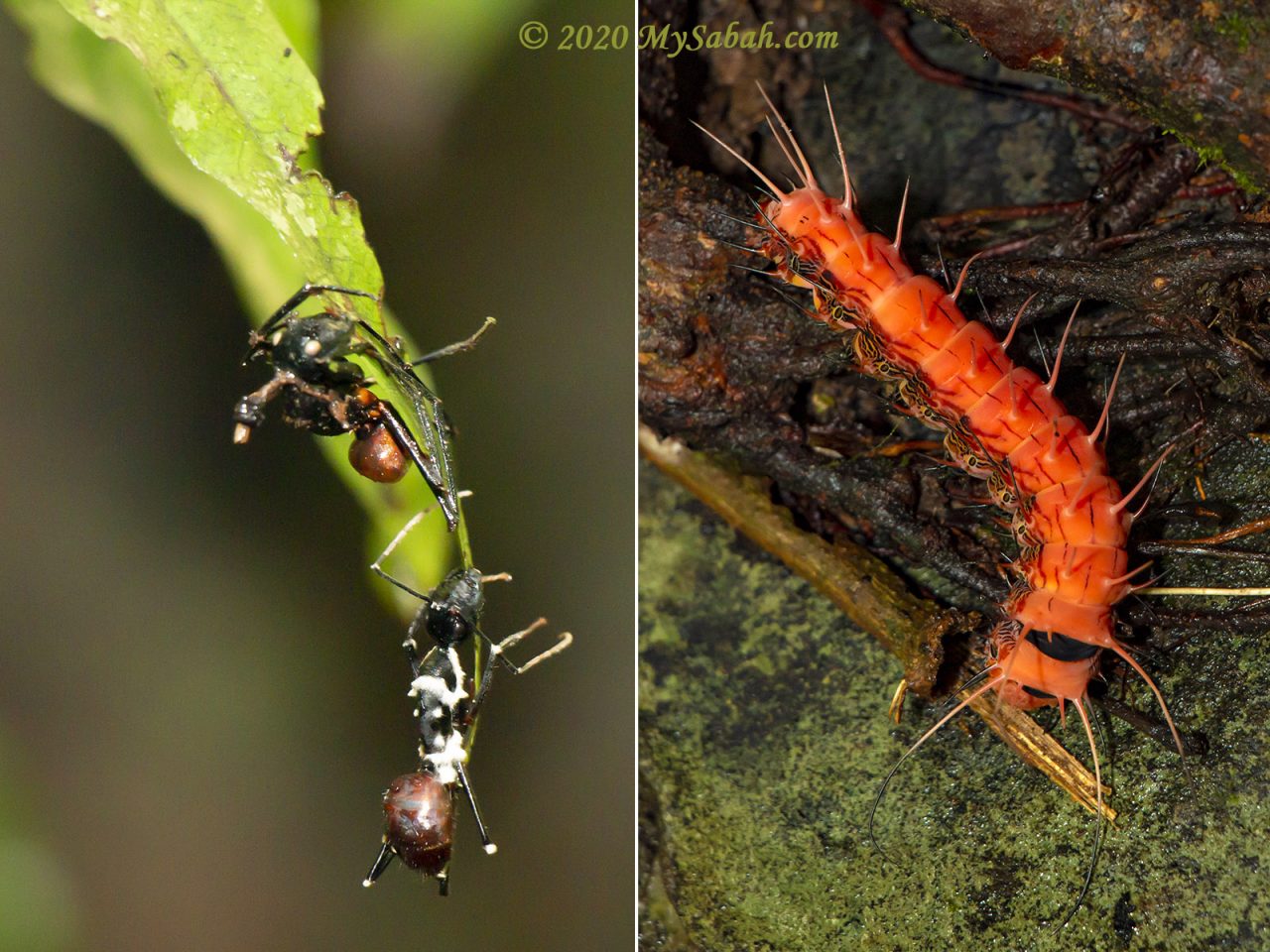 Left: zombie forest ants infected by parasitic fungus (commonly known as Cordyceps). Right: big caterpillar