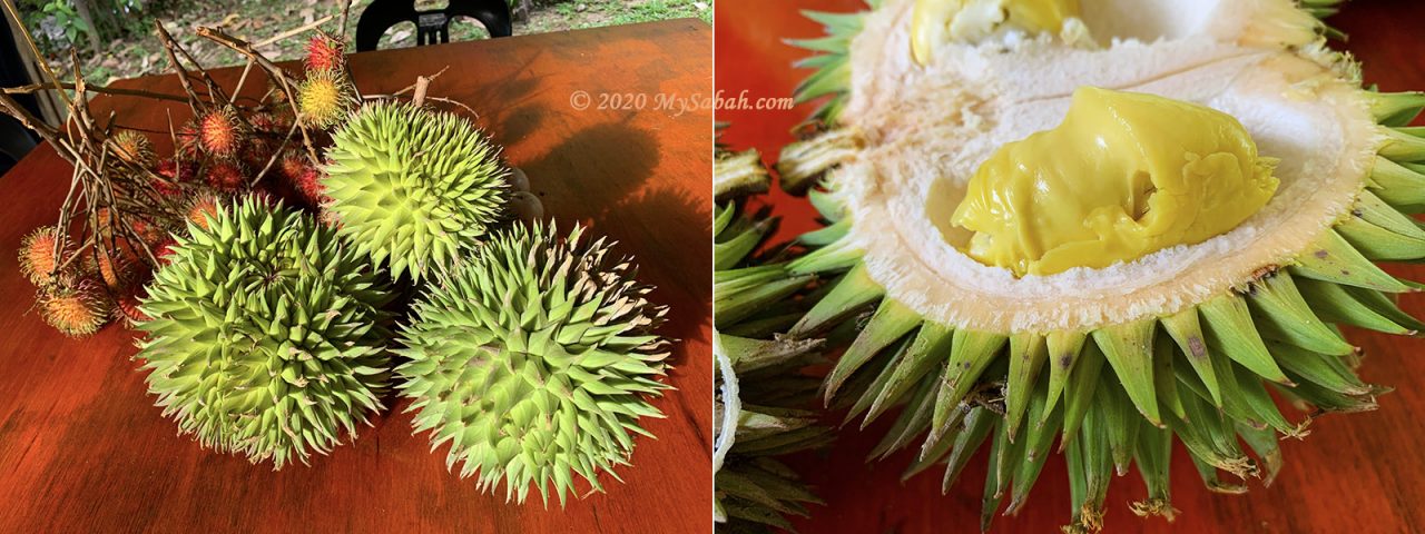 Rambutan fruit and Sukang durian