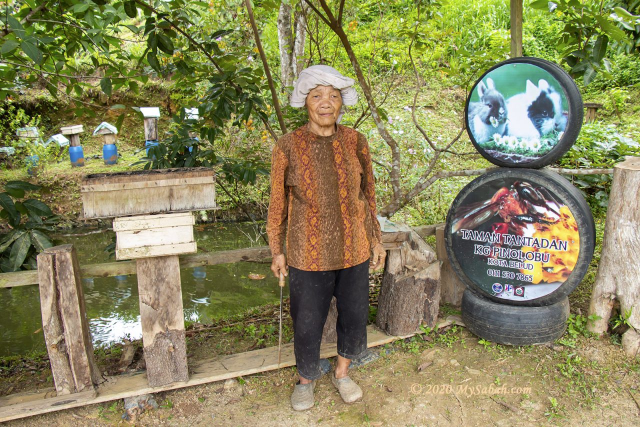 Stingless Bee (Kelulut) Farm in Kampung Pinolobu, Kota Belud