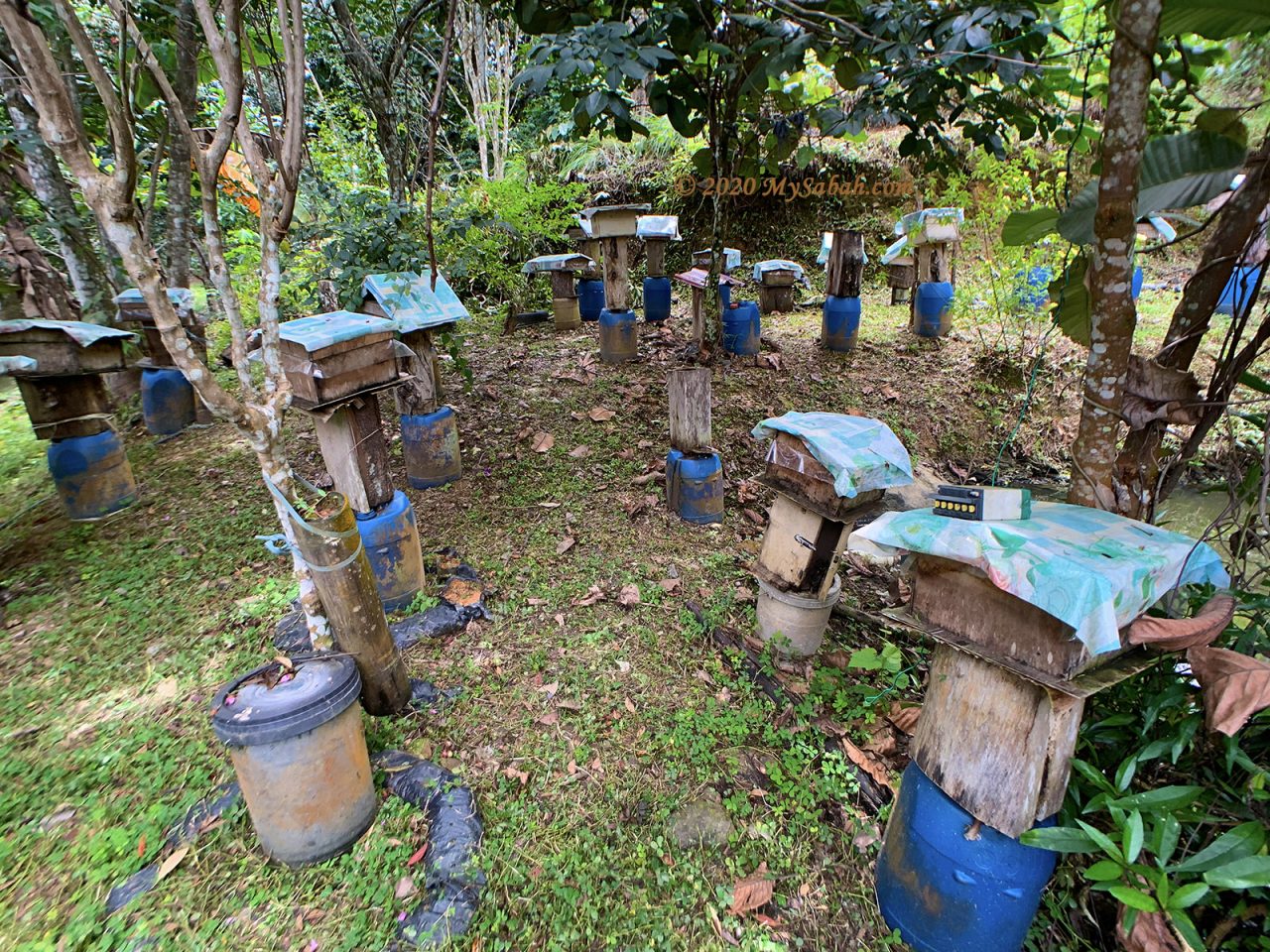 Stingless Bee (Kelulut) Farm in Kampung Pinolobu, Kota Belud