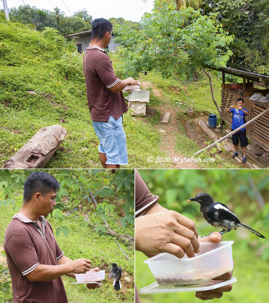 Calling and hand-feeding wild magpie robin birds