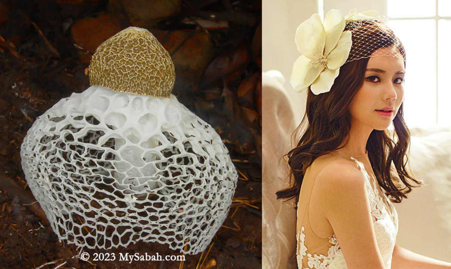 Bridal Veil Stinkhorn and Bride