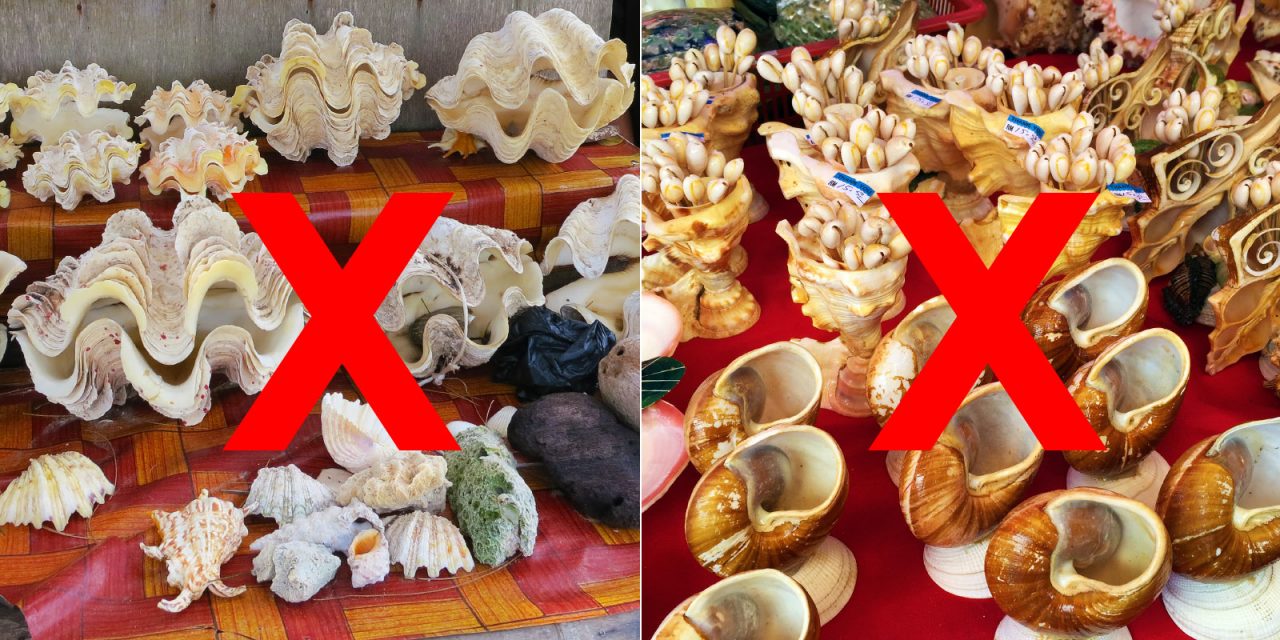 Don't buy seashells