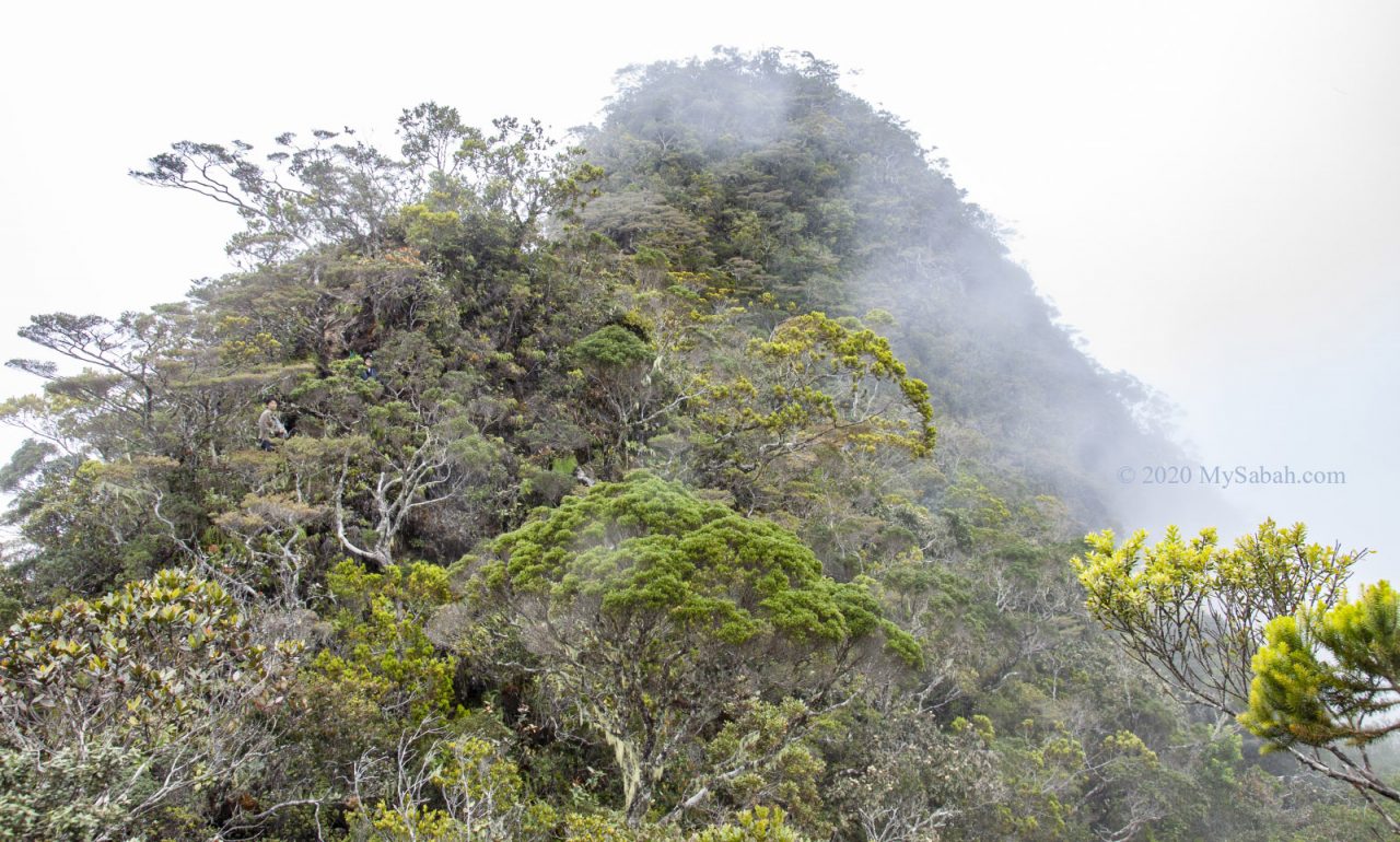 Hanging garden of Mount Trus Madi