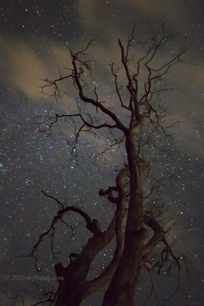 A dead tree at Sugud