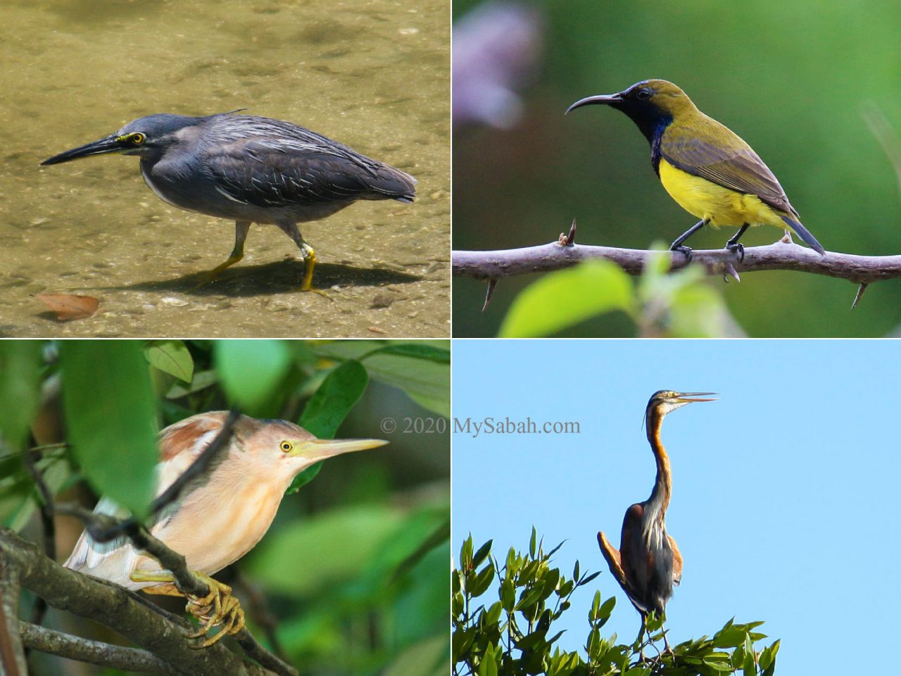 Resident birds at Tempasuk Plains