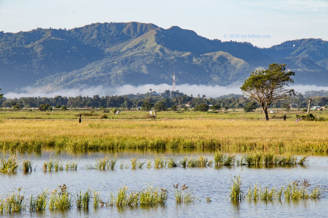 Countryside view of Tempasuk Plains