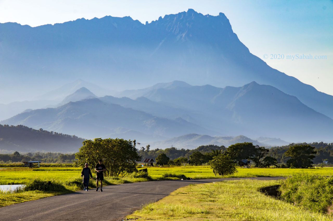 Joggers enjoy the nice view of paddy fields and Mount Kinabalu