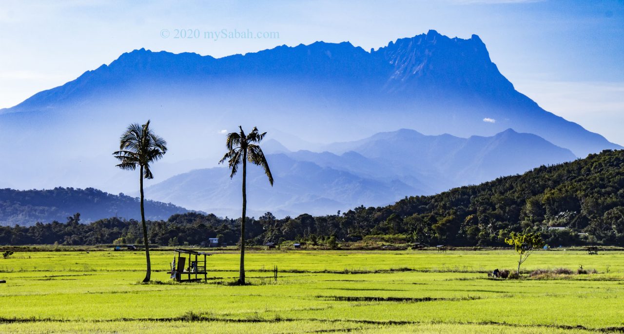 Paddy field and coconut trees at Tempasuk Plains