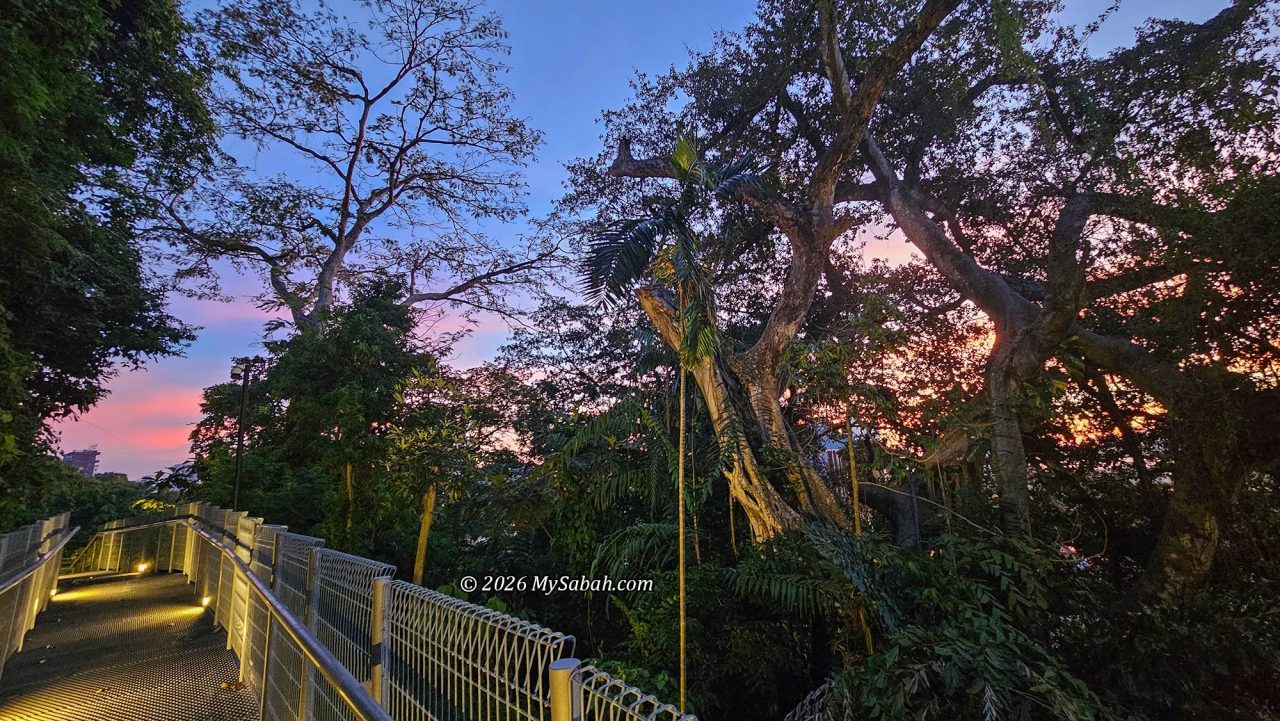 A century-old tree on the right. The walkway is illuminated after sunset.