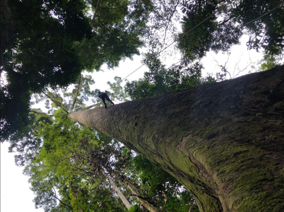 Climbing Menara, the tallest tropical tree in the world