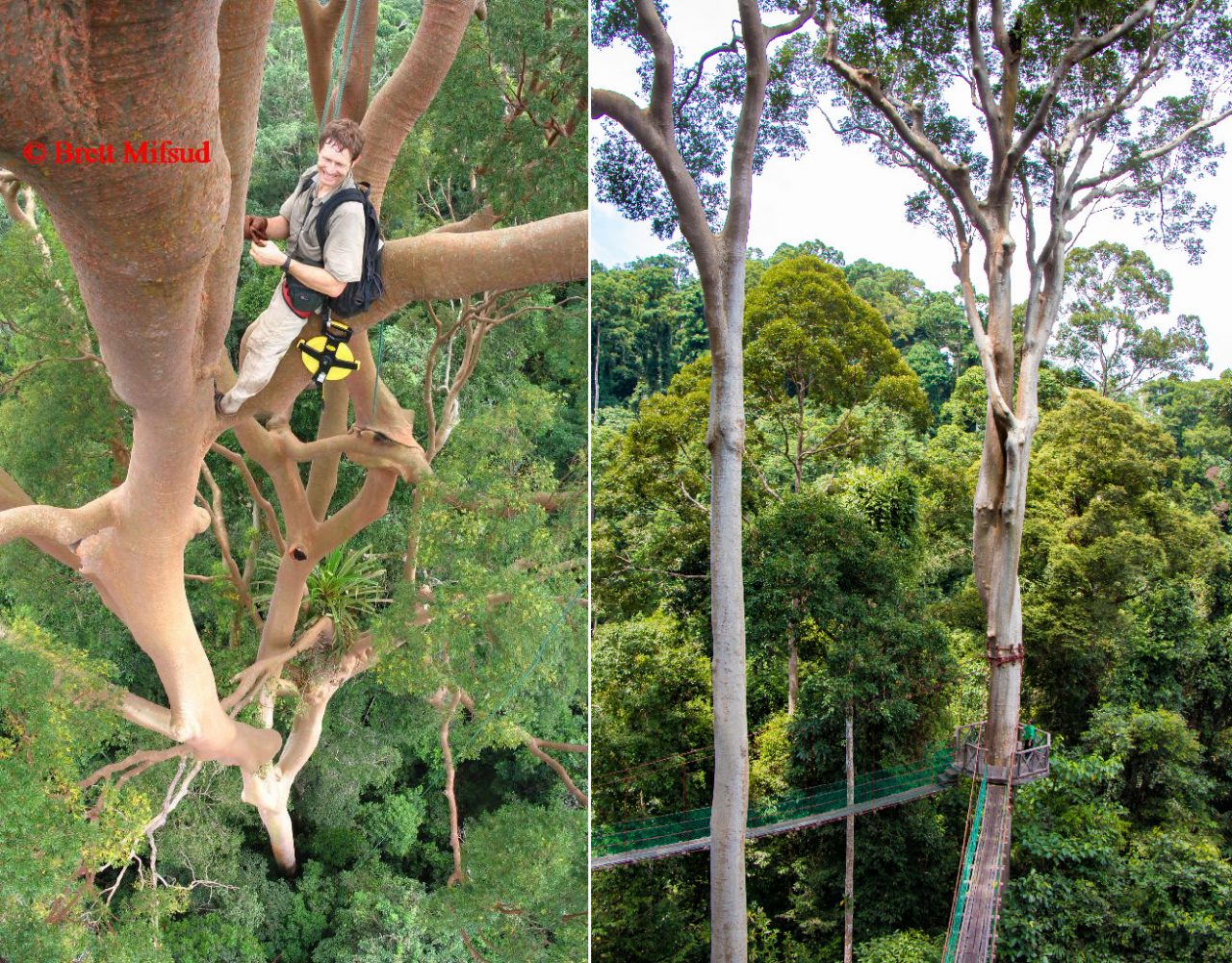 Left: 85.76-Metre-tall Menggaris tree (Pontiankak Putih Cantik). Right: Menggaris trees (species: Koompassia excelsa)