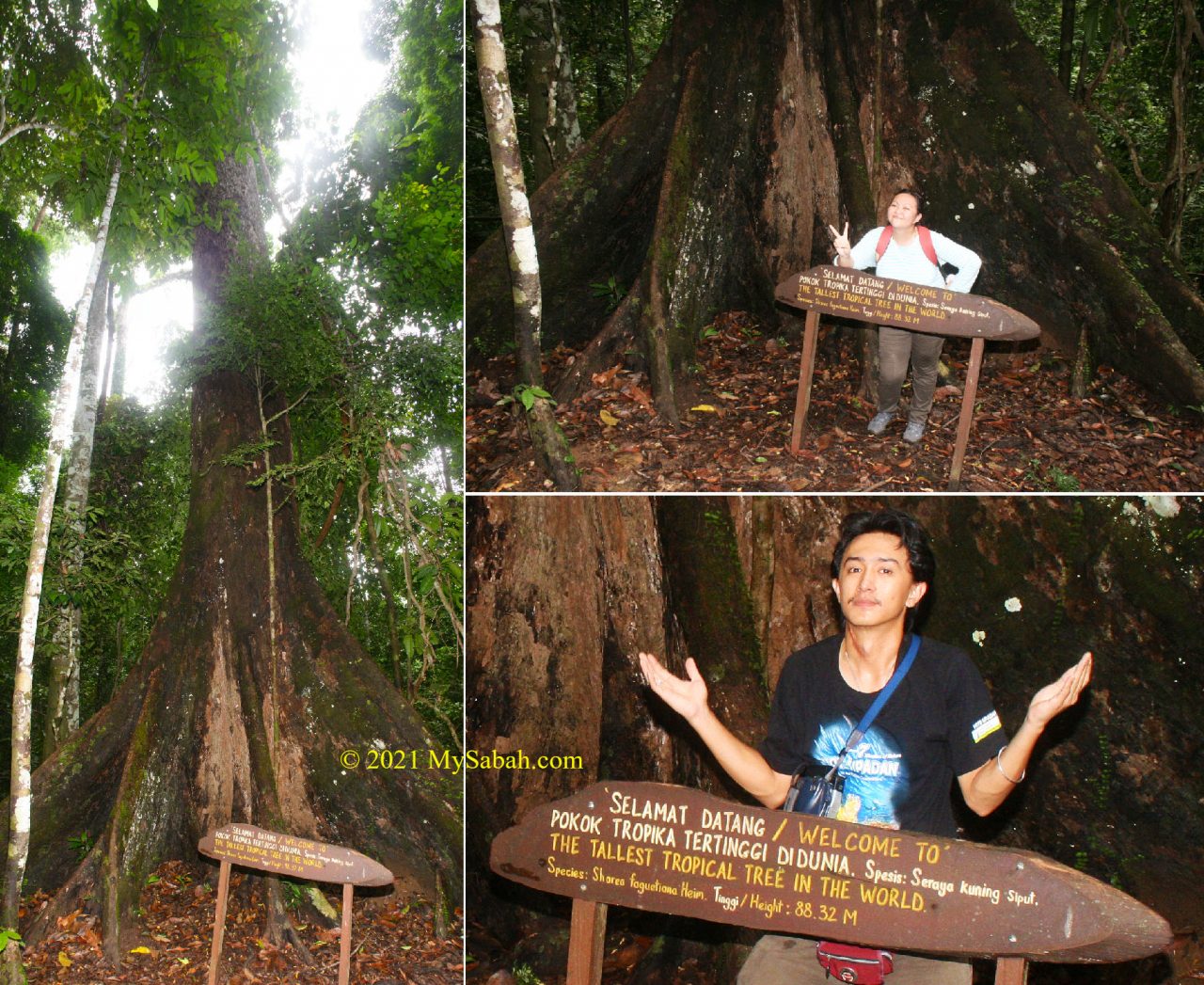 The longest record holder of the Tallest Tropical Tree in the world