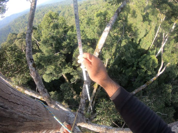 The Tallest Tropical Tree in the World (Updated)