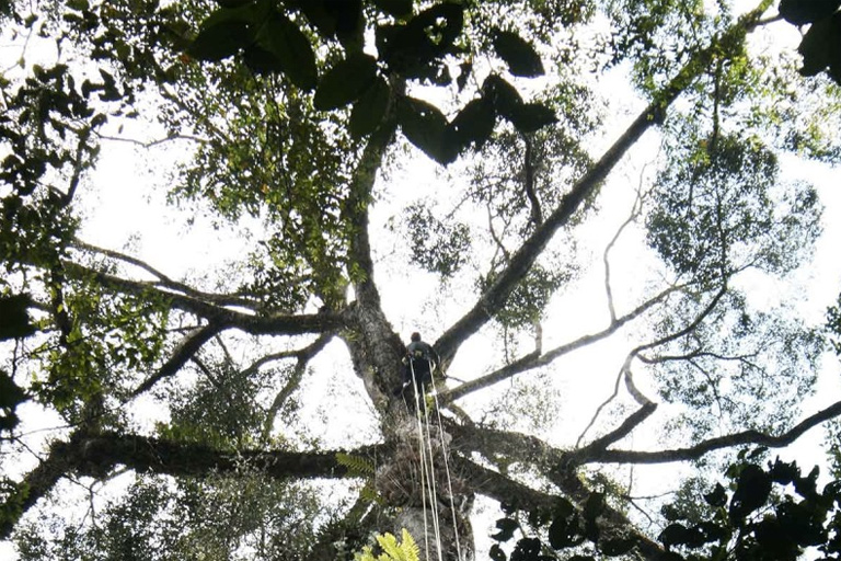 Professional tree climber measuring the tree