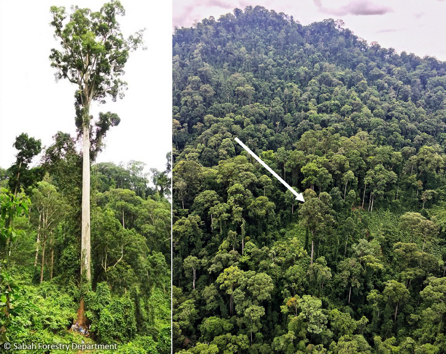 Left: Lahad Datu tree with the people at its bottom. Right: Looking at the Lahad Datu tree from a helicopter.