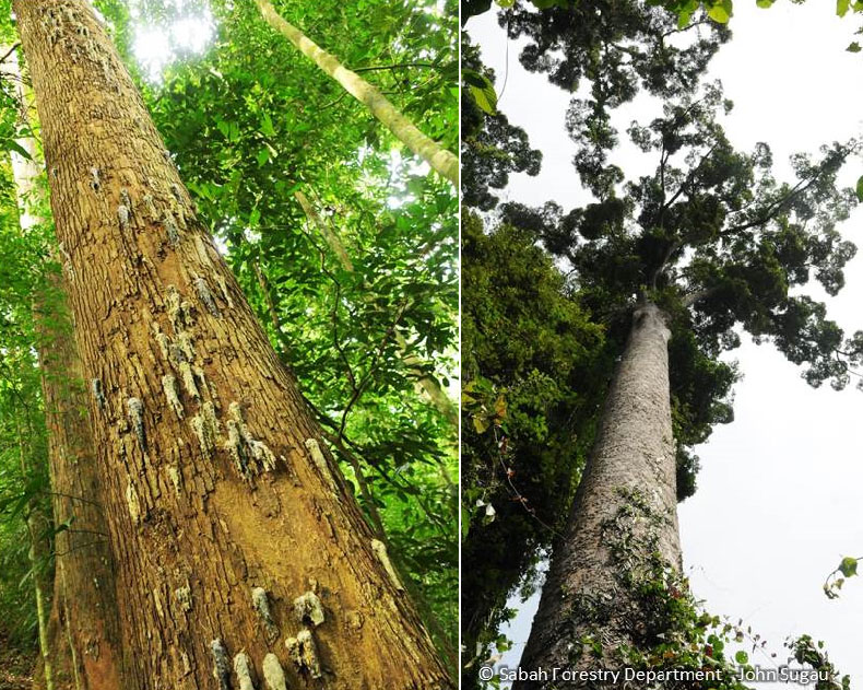 The Tallest Tropical Tree in the World (Updated)