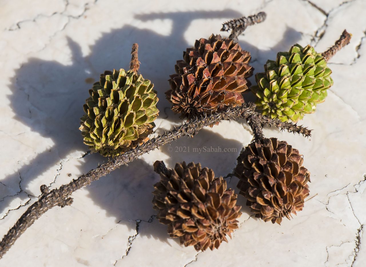 The tiny cone seeds of casuarina tree