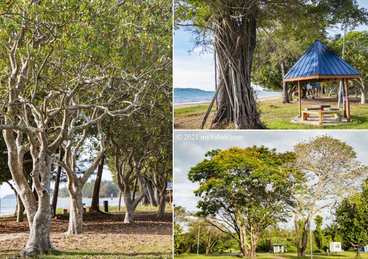 The beautiful trees in Prince Philip Park of Tanjung Aru Beach