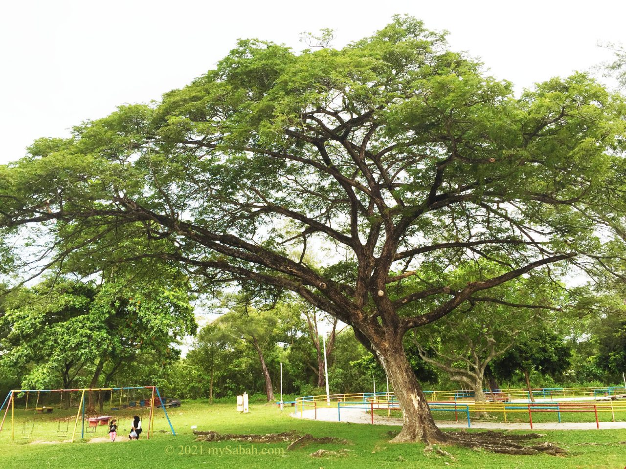 An old rain tree at Tanjung Aru Second Beach