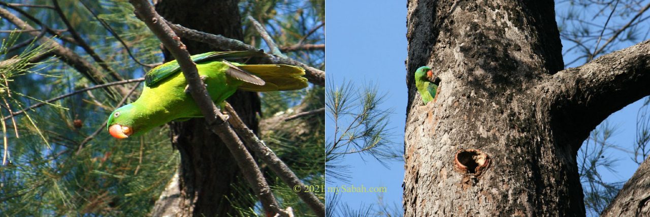 Blue-napped parrot of Tanjung Aru Beach