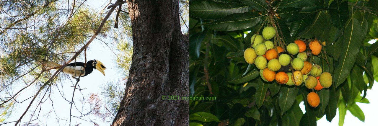 Oriental pied hornbill and the fig fruit at Tanjung Aru Beach