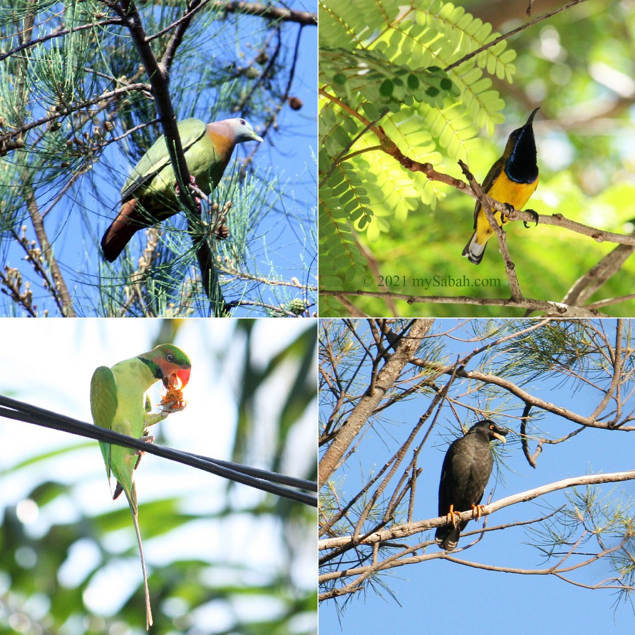 Birds of Tanjung Aru Beach