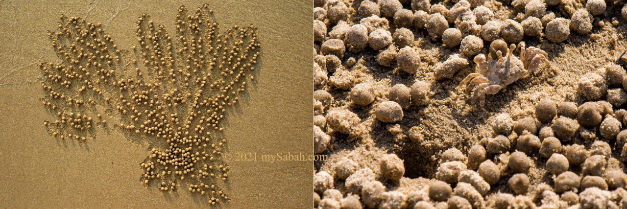 Piles of tiny sand balls made by sand bubbler crabs (Scopimera globosa)