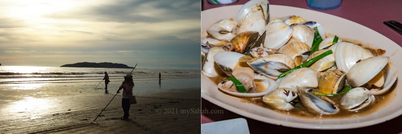 Locals harvest the Meretrix / Sapak clams in the sand of Tanjung Aru Beach
