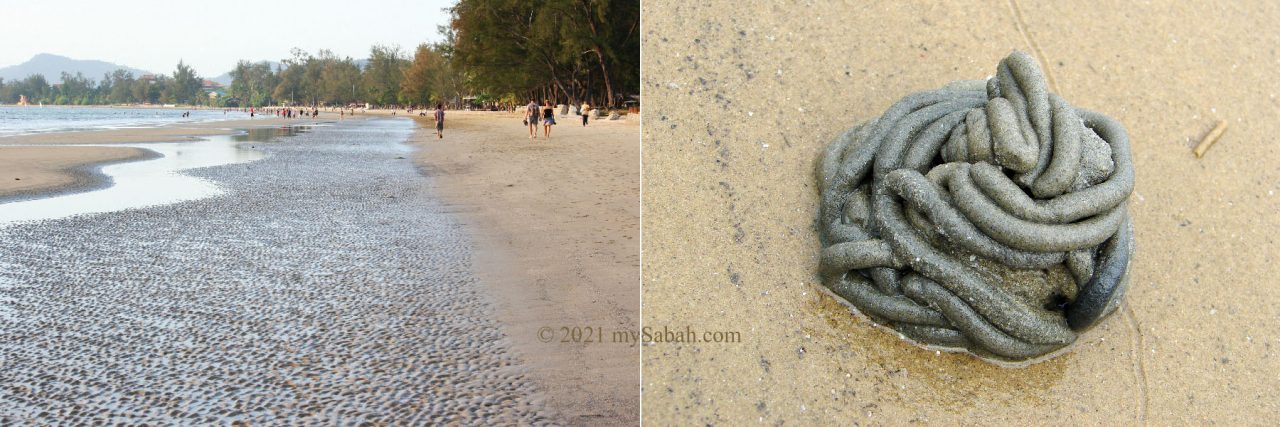 Left: Tanjung Aru Second Beach during low tide. Right: Excreted deposit from a sand worm (lugworm)