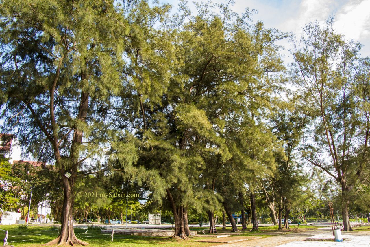 Casuarina trees at Tanjung Aru Beach