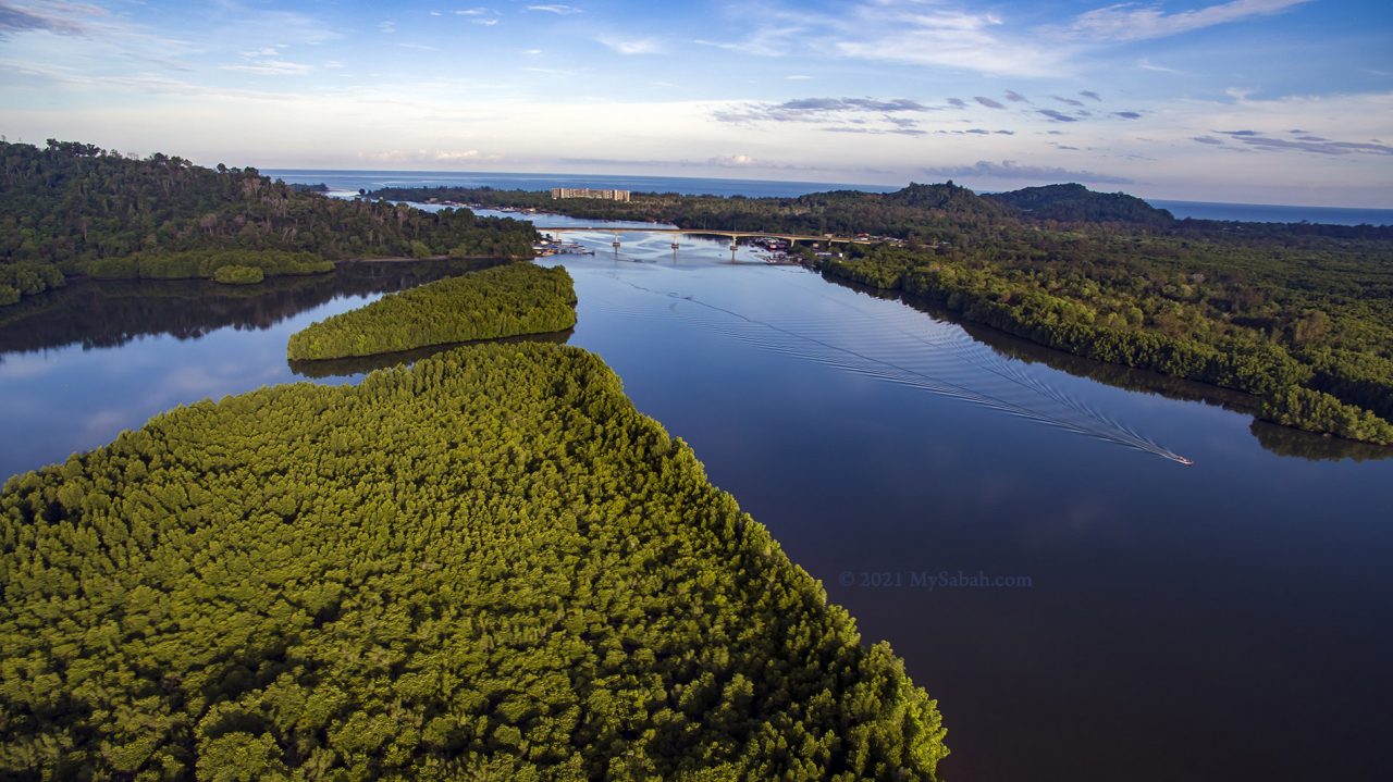 Large area of mangrove trees in Mengkabong River