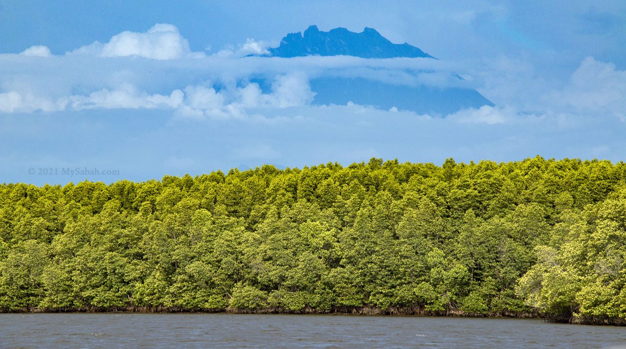 Mount Kinabalu and the mangrove forest of Mengkabong