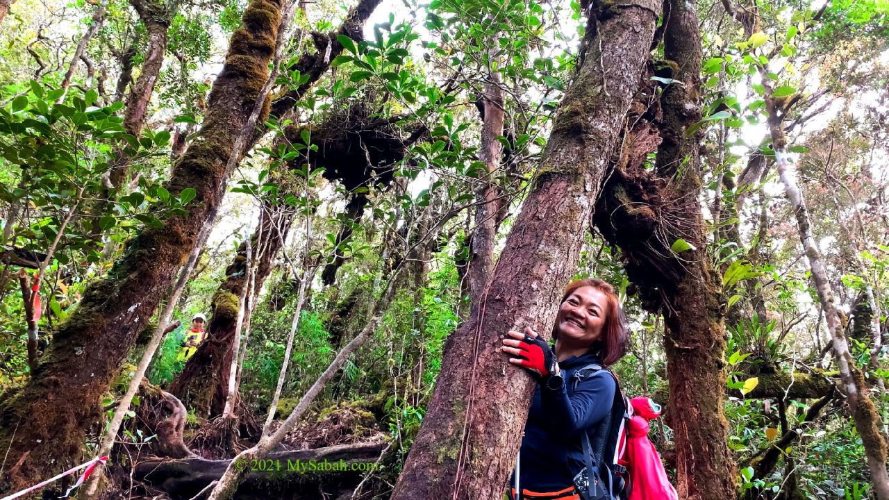 The tropical montane forest (or cloud forest) of Maragang Hill