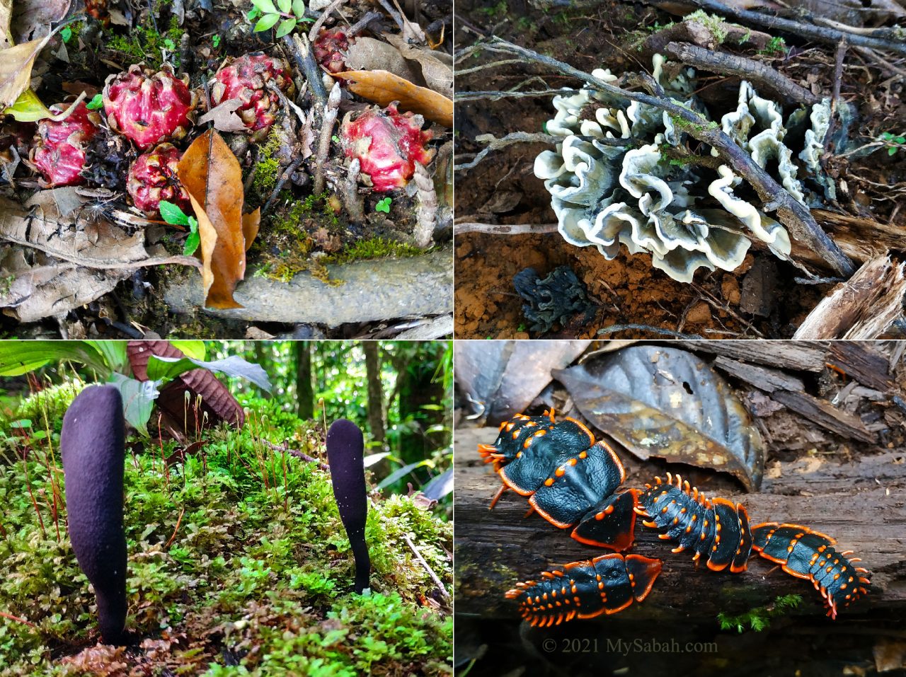 Interesting flora and fauna on the descending (loop) trail of Maragang Hill