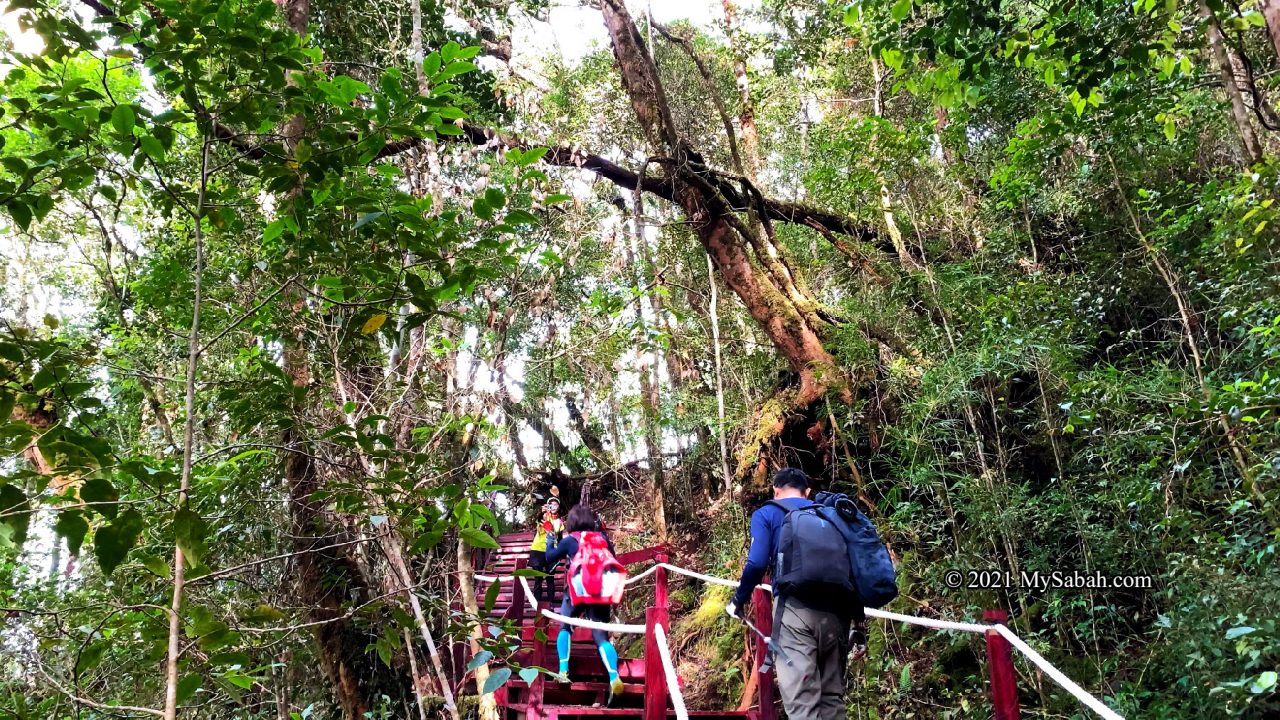 Boardwalk on Maragang Hill