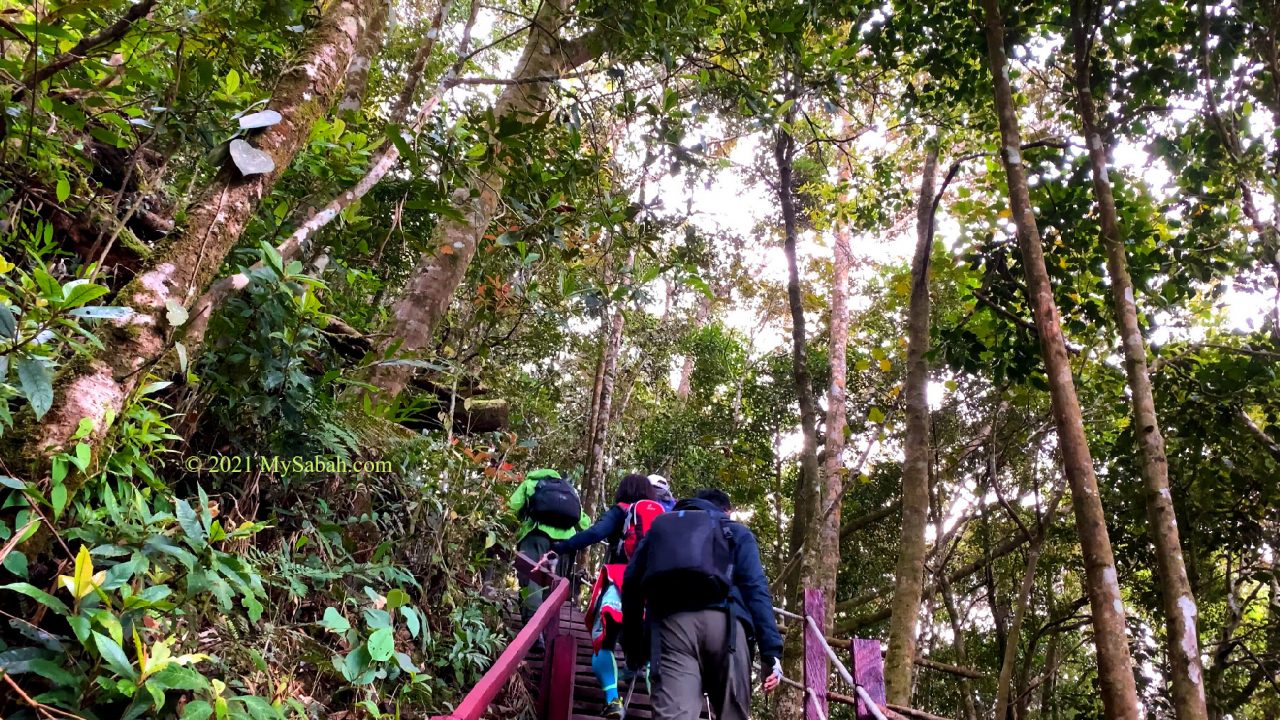 Climbers walking under the shade of dense trees on Maragang Hill