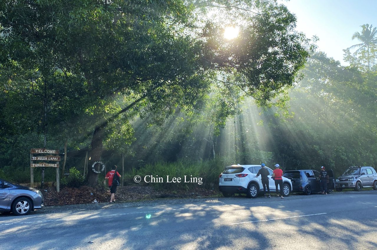 Morning light beams through the trees of Nuluh Lapai