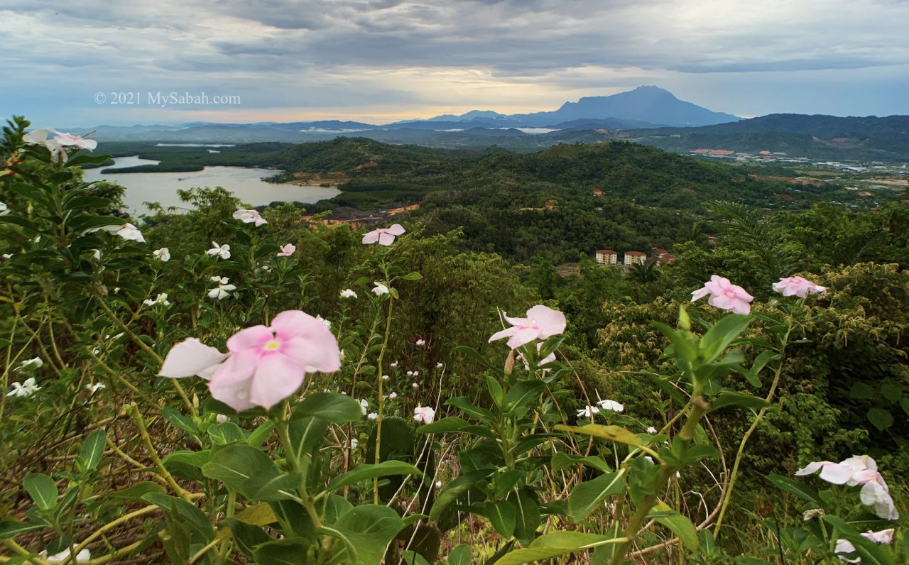 Mount Kinabalu with flowers in front ground
