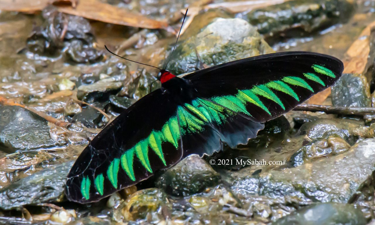 Rajah Brooke's Birdwing (Trogonoptera brookiana brookiana)