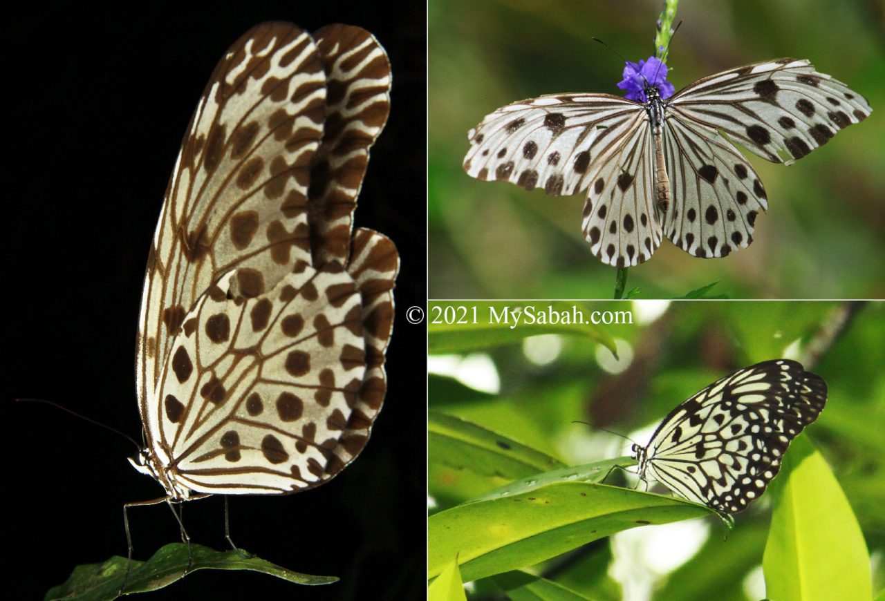 Sabah butterflies in Danaidae family
